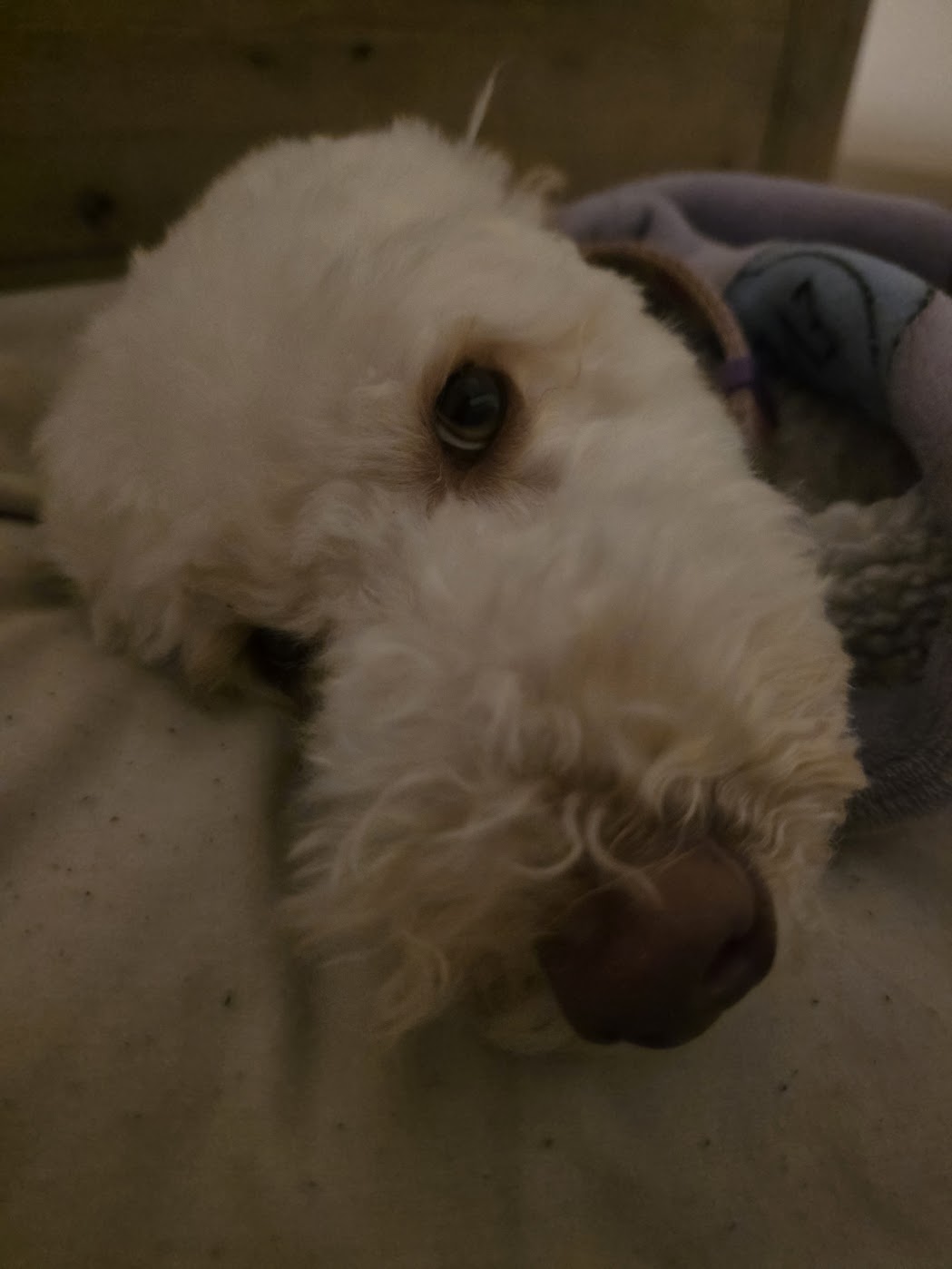 Daisy, Martin's labradoodle